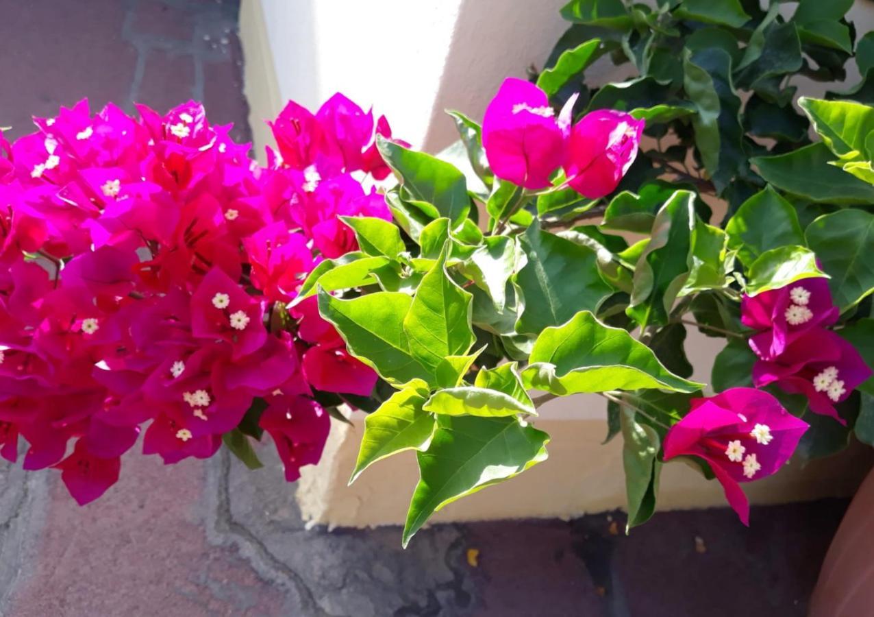 Casa Lupino Lägenhet Orosei Exteriör bild